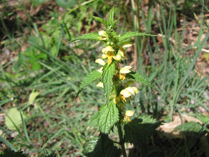 Lamium galeobdolon